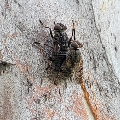 Euprosopia sp. (genus) at Jindabyne, NSW - 28 Feb 2023