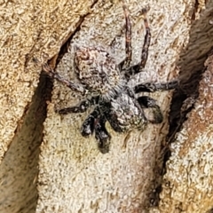 Servaea sp. (genus) (Unidentified Servaea jumping spider) at Jindabyne, NSW - 28 Feb 2023 by trevorpreston