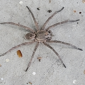 Portacosa cinerea at Jindabyne, NSW - 28 Feb 2023