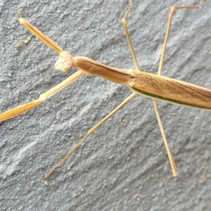 Tenodera australasiae at Jindabyne, NSW - 28 Feb 2023