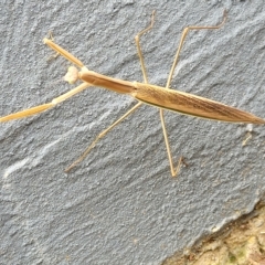 Tenodera australasiae at Jindabyne, NSW - 28 Feb 2023