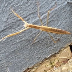 Tenodera australasiae at Jindabyne, NSW - 28 Feb 2023