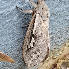 Abantiades labyrinthicus (Labyrinthine Ghost Moth) at Jindabyne, NSW - 28 Feb 2023 by trevorpreston