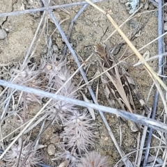 Oedaleus australis at Jindabyne, NSW - 28 Feb 2023