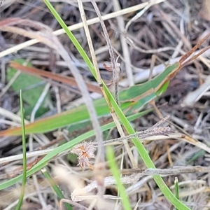 Acrida conica at Jindabyne, NSW - 28 Feb 2023 11:49 AM