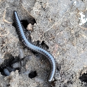 Ommatoiulus moreleti at Jindabyne, NSW - 28 Feb 2023