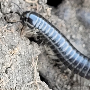 Ommatoiulus moreleti at Jindabyne, NSW - 28 Feb 2023