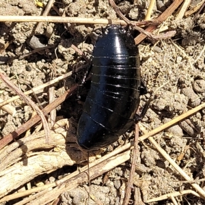 Platyzosteria melanaria at Jindabyne, NSW - 28 Feb 2023 11:45 AM