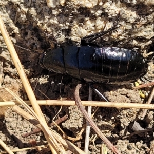 Platyzosteria melanaria at Jindabyne, NSW - 28 Feb 2023 11:45 AM