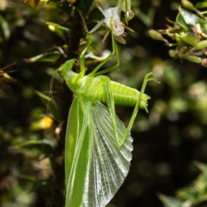 Caedicia simplex at Acton, ACT - 28 Feb 2023 12:19 PM