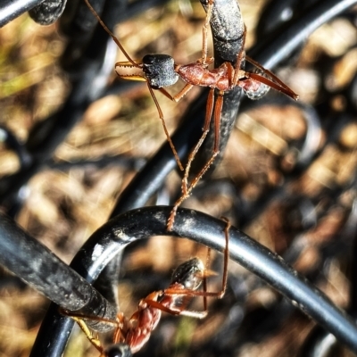 Myrmecia nigriceps (Black-headed bull ant) at Googong, NSW - 28 Feb 2023 by Wandiyali