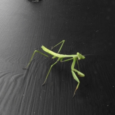 Mantodea (order) (Unidentified praying mantis) at Wingecarribee Local Government Area - 27 Feb 2023 by GlossyGal