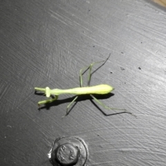 Mantodea (order) at Burradoo, NSW - suppressed