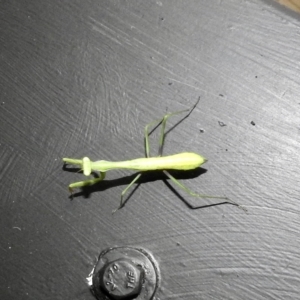 Mantodea (order) at Burradoo, NSW - 27 Feb 2023