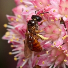 Exoneura sp. (genus) (A reed bee) at Downer, ACT - 28 Feb 2023 by RobertD