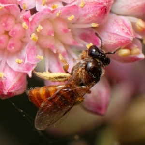 Exoneura sp. (genus) at Downer, ACT - 28 Feb 2023