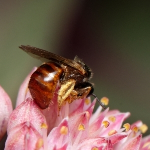 Exoneura sp. (genus) at Downer, ACT - 28 Feb 2023