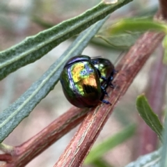 Callidemum hypochalceum (Hop-bush leaf beetle) at QPRC LGA - 27 Feb 2023 by Wandiyali