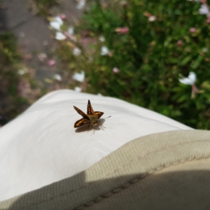 Ocybadistes walkeri at Kambah, ACT - 28 Feb 2023 04:32 PM