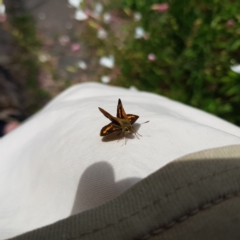 Ocybadistes walkeri at Kambah, ACT - 28 Feb 2023 04:32 PM