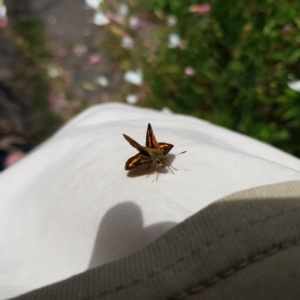 Ocybadistes walkeri at Kambah, ACT - 28 Feb 2023 04:32 PM