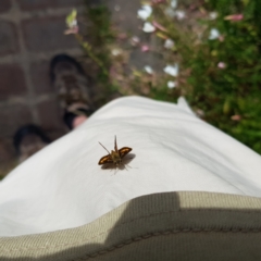 Ocybadistes walkeri at Kambah, ACT - 28 Feb 2023 04:32 PM