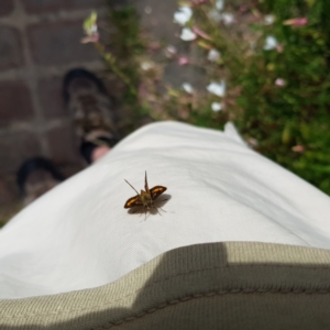 Ocybadistes walkeri at Kambah, ACT - 28 Feb 2023 04:32 PM