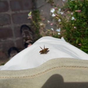 Ocybadistes walkeri at Kambah, ACT - 28 Feb 2023 04:32 PM