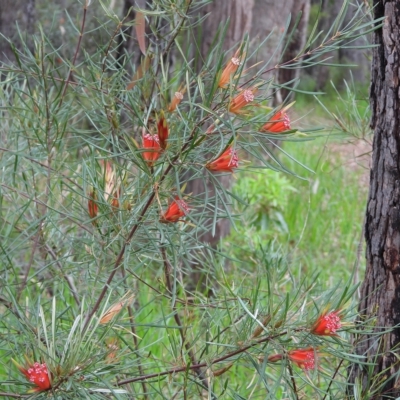 Lambertia formosa (Mountain Devil) at Wollondilly Local Government Area - 28 Feb 2023 by bufferzone