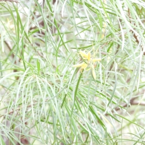 Persoonia linearis at Oakdale, NSW - 28 Feb 2023