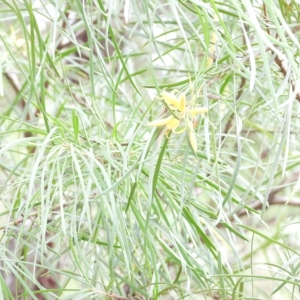 Persoonia linearis at Oakdale, NSW - 28 Feb 2023