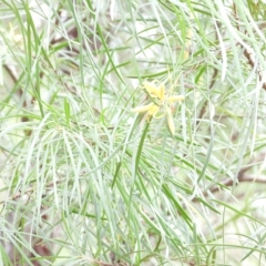 Persoonia linearis at suppressed - 28 Feb 2023
