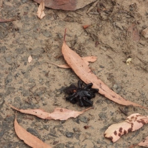 Atrax sp. (genus) at Oakdale, NSW - suppressed