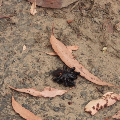 Atrax sp. (genus) (Funnel-web spider) at Oakdale, NSW - 28 Feb 2023 by bufferzone