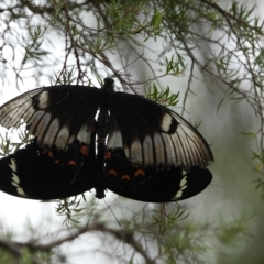 Papilio aegeus (Orchard Swallowtail, Large Citrus Butterfly) at Wollondilly Local Government Area - 28 Feb 2023 by bufferzone