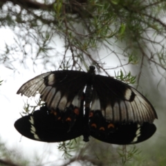 Papilio aegeus at Oakdale, NSW - suppressed