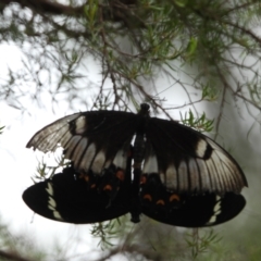 Papilio aegeus at Oakdale, NSW - 28 Feb 2023