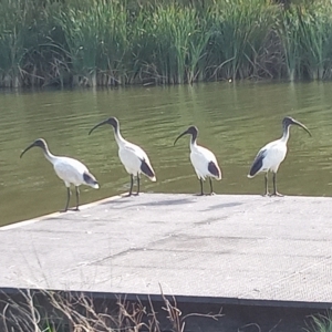 Threskiornis molucca at Gordon, ACT - 28 Feb 2023 05:08 PM