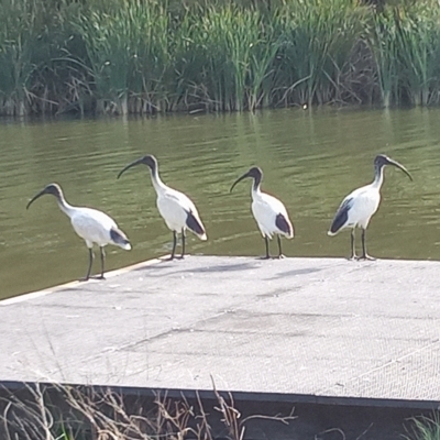 Threskiornis molucca (Australian White Ibis) at Point Hut Pond - 28 Feb 2023 by michaelb