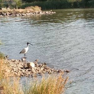 Threskiornis molucca at Gordon, ACT - 28 Feb 2023