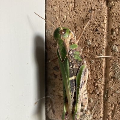 Gastrimargus musicus (Yellow-winged Locust or Grasshopper) at Watson, ACT - 28 Feb 2023 by Kassandra21