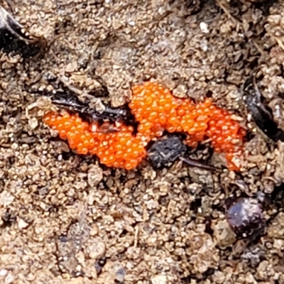 Unidentified Other Cryptogam at Mt Gladstone Reserves, Cooma - 28 Feb 2023 by trevorpreston