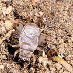 Eurygryllodes diminutus (A cricket) at Mt Gladstone Reserves, Cooma - 28 Feb 2023 by trevorpreston
