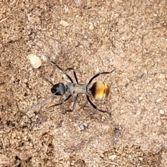 Polyrhachis ammon (Golden-spined Ant, Golden Ant) at Cooma, NSW - 28 Feb 2023 by trevorpreston