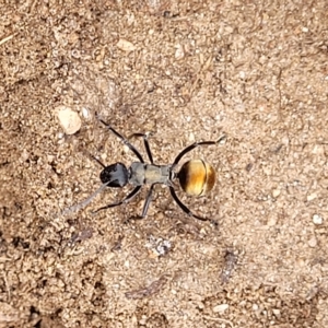 Polyrhachis ammon at Cooma, NSW - 28 Feb 2023