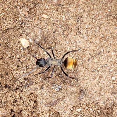 Polyrhachis ammon (Golden-spined Ant, Golden Ant) at Cooma, NSW - 28 Feb 2023 by trevorpreston