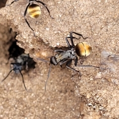 Polyrhachis ammon at Cooma, NSW - 28 Feb 2023 05:50 PM