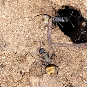 Polyrhachis ammon at Cooma, NSW - 28 Feb 2023 05:50 PM