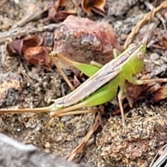 Conocephalus semivittatus (Meadow katydid) at Mt Gladstone Reserves, Cooma - 28 Feb 2023 by trevorpreston