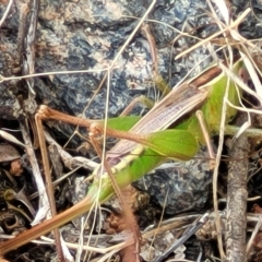 Conocephalus semivittatus at Cooma, NSW - 28 Feb 2023